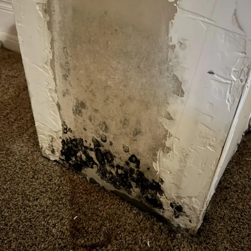 Professional Mold Removal in Nashville, WI
